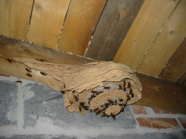 019_gniazdo_szerszeni.jpg